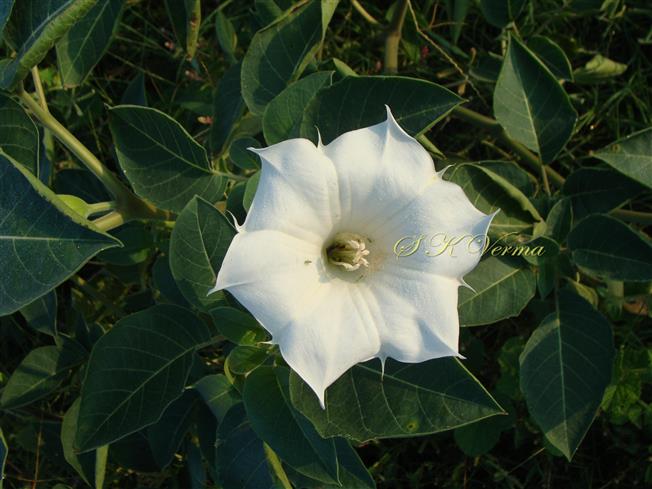  Flower